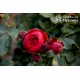 Till Eulenspiegel® Duży, rozetkowy kwiat, bordowej barwy, przyjemnie pachnie. Ciemnozielone liście. Niski krzew.