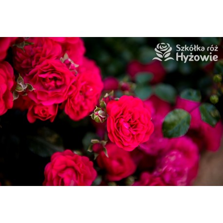 Róża okrywowa Gärtnerfreude® | Szkółka Róż Hyżowie | Kordes Rosen