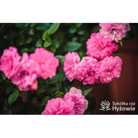 Róża okrywowa różowa Knirps® | Szkółka Róż Hyżowie | Kordes Rosen