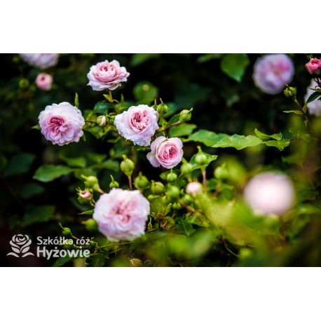 Róża okrywowa różowa Larissa® | Szkółka Róż Hyżowie | Kordes Rosen
