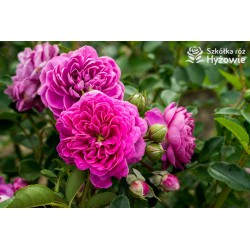 Melina® Małe, pełne kwiatuszki, różowej barwy, bardzo przyjemnie pachną. Wysoki krzew.