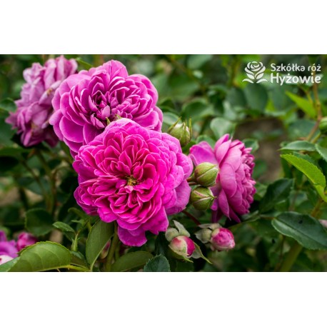 Melina® Małe, pełne kwiatuszki, różowej barwy, bardzo przyjemnie pachną. Wysoki krzew.