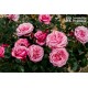 Wildberry® Duże , Klasyczne kwiaty, różowej barwy, intensywnie pachną. Błyszczące liście. Niski krzew.