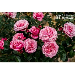 Wildberry® Duże , Klasyczne kwiaty, różowej barwy, intensywnie pachną. Błyszczące liście. Niski krzew.