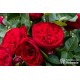 Royal Piano® Duże, rozetkowe kwiaty, krwistoczerwonej barwy. Średniej wysokości krzew.