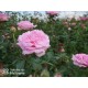 Beverly® Kwiat pokaźny, mocno wypełniony płatkami o różowej barwie i bardzo przyjemnym zapachu. Niski krzew.