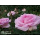 Beverly® Kwiat pokaźny, mocno wypełniony płatkami o różowej barwie i bardzo przyjemnym zapachu. Niski krzew.