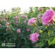 Baronesse® Duże, pełne o intensywnym rózowym kolorze i bardzo przyjemnie pachnące kwiaty. Niski krzew.