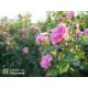 Baronesse® Duże, pełne o intensywnym rózowym kolorze i bardzo przyjemnie pachnące kwiaty. Niski krzew.
