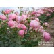 Pomponella® Małe, kuliste kwiaty, różowej barwy, przyjemnie pachnące. Niski krzew.