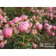 Pomponella® Małe, kuliste kwiaty, różowej barwy, przyjemnie pachnące. Niski krzew.