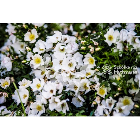 Sonnenröschen® drobny, pusty kwiat o białej barwie, płożący się po ziemi. Malutki, błyszczący liść. Niski krzew.