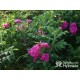 Rosa Rugosa Red Foxi® Różowo-malinowe kwiaty o intensywnym zapachu. Soczyście zielone liście, duża liczba kolców. Niski krzew.