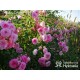 Amica® Małe, pełne kwiaty, różowej barwy, przyjemnie pachną. Niski krzew.