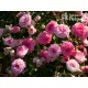 Amica® Małe, pełne kwiaty, różowej barwy, przyjemnie pachną. Niski krzew.