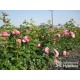 Desiree® Duży, nabity płatkami kwiat, różowej barwy, intensywnie pachnący. Średniej wysokości krzew.