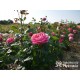 Desiree® Duży, nabity płatkami kwiat, różowej barwy, intensywnie pachnący. Średniej wysokości krzew.
