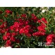 Matador® bogata liczba, drobnych , krwistoczerwonych kwiatów. Mocno zielone i grube liście. Niski krzew