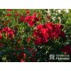 Matador® bogata liczba, drobnych , krwistoczerwonych kwiatów. Mocno zielone i grube liście. Niski krzew