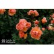 Arabia® duży kwiat, atrakcyjny układ płatków, pomarańczowa barwa, przyjemnie pachnie. Średniej wysokości krzew.