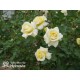 Sterntaler® Pokaźny, pełny kwiat, żółtej barwy, bardzo przyjemnie pachnący. Średniej wysokości krzew.