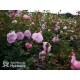 CPH Garden In Bloom™ Duże, pełne kwiaty, ciepłej różowej barwy, przyjemnie pachną. Niski krzew.