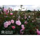 CPH Garden In Bloom™ Duże, pełne kwiaty, ciepłej różowej barwy, przyjemnie pachną. Niski krzew.