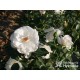 Inger Forever™ Duże, otwarte kwiaty, białej barwy, bardzo przyjemnie pachną. Średniej wysokości krzew.