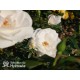 Inger Forever™ Duże, otwarte kwiaty, białej barwy, bardzo przyjemnie pachną. Średniej wysokości krzew.
