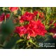 Lady in red™ Drobne kwiaty, intenesywnie czerwonej barwy, przyjemnie pachną. Niski krzew.