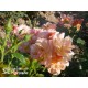 Prins Henrik's Rose™ Duże, otwarte kwiaty, herbacianej barwy. Niski krzew.