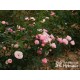 The Matador™ Niewielkie, kuliste kwiaty, różowej barwy. Niski krzew.