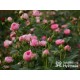 The Matador™ Niewielkie, kuliste kwiaty, różowej barwy. Niski krzew.