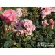 Sweet Love Forever™ Dży klasyczny kwiat, różowej barwy. Niski krzew.