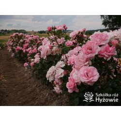 Sweet Love Forever™ Dży klasyczny kwiat, różowej barwy. Niski krzew.