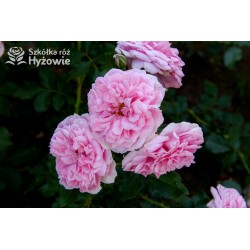 Uetersens Rosenprinzessin® duże kwiaty szczelnie wypełnione płatkami, różowa barwa, przyjemny zapach. Średniej wysokości krzew.