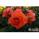 Westerland® duży, pokaźny kwiat, pomarańczowej barwy, o mocnym zapachu. Wysoki krzew