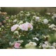 Princess Sophie® Niewielki, nabity płatkami kwiat, jasnoróżowej barwy, przyjemnie pachnie. Niski krzew.