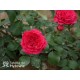 Red Leonardo da Vinci® Pokaźny kwiat, szczelnie nabity płatkami, czerwonej barwy, przyjemnie pachnie. Niski krzew.