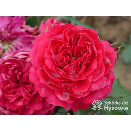 Red Leonardo da Vinci® Pokaźny kwiat, szczelnie nabity płatkami, czerwonej barwy, przyjemnie pachnie. Niski krzew.