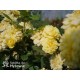 Yellow Meilove® / Anny Duperey® Duże kwiaty, nabite płatkami, żółtej barwy, bardzo przyjemnie pachnie. Lśniący liść. Niski krzew