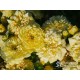 Yellow Meilove® / Anny Duperey® Duże kwiaty, nabite płatkami, żółtej barwy, bardzo przyjemnie pachnie. Lśniący liść. Niski krzew