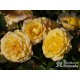 Sunmaid® Niewielkie, pełne kwiaty, żółtej barwy, przyjemnie pachnące. Niski krzew.