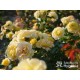 Sunmaid® Niewielkie, pełne kwiaty, żółtej barwy, przyjemnie pachnące. Niski krzew.