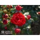 Hot Rokoko® Niewielki kwiat, nabity płatkami, czerwonej barwy. Lśniący liść. Niski krzew.