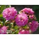 Perennial Rosali® Drobne, pełne kwiatuszki, różowej barwy, bardzo przyjemnie pachnące. Lśniący liść. Wysoki krzew.