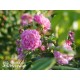 Perennial Rosali® Drobne, pełne kwiatuszki, różowej barwy, bardzo przyjemnie pachnące. Lśniący liść. Wysoki krzew.