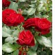 Czerwona, korona wzniesiona Pokaźne kwiaty, nabite płatkami, czerwonej barwy, bardzo przyjemnie pachnące. Róża pienna.