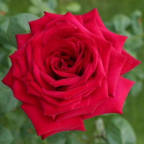 Czerwona, korona wzniesiona Pokaźne kwiaty, nabite płatkami, czerwonej barwy, bardzo przyjemnie pachnące. Róża pienna.