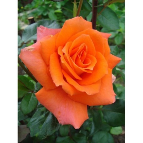 Róża pienna herbaciana, korona wzniesiona | Szkółka Róż Hyżowie 